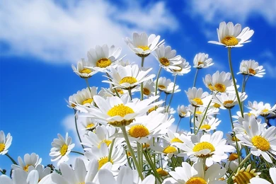 Wallpapers Download Mobile   Wallpapers Zone