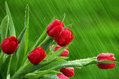 Download Mobile Wallpaper: Plants, Flowers, Tulips, Free. 10189.