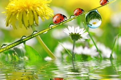 Download Mobile Wallpaper: Insects, Ladybugs, Free. 33514.