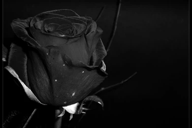 Dark love wallpaper 3 14877 HD Wallpapers