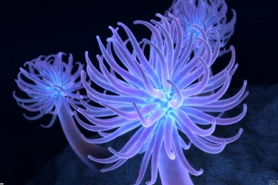 Sea Anemone Wallpapers