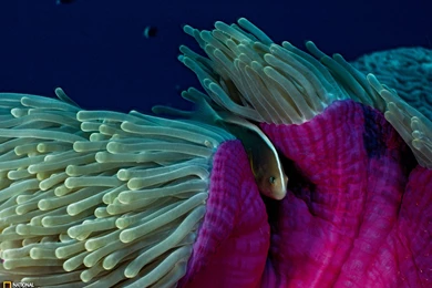 Skunk Clownfish Photo, Sea Anemone Wallpapers – National Geographic ...