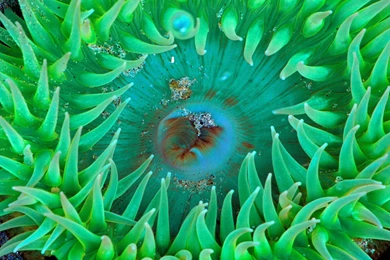 Sea Anemone Wallpapers And Images   Wallpapers, Pictures, Photos
