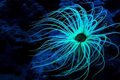 Sea Anemone 1920x1080 (1080p) Wallpapers ImgPrix