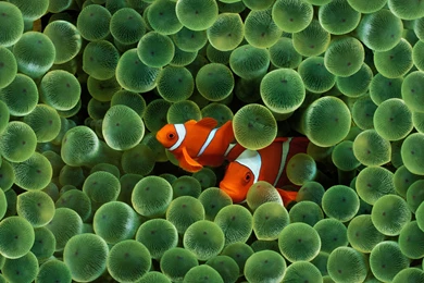 Spinecheek (Premnas Biaculeatus) Hiding In Green Sea Anemone