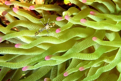Sea Anemone