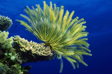 Desktop Wallpapers · Gallery · Animals · Sea Anemones   Coral Reef ...