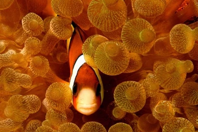 Fish Clownfish Sea Anemones 2560x1600 Wallpapers – Animals Fish HD ...