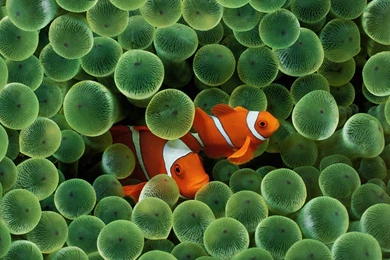 Fish Clownfish Sea Anemones Sea Wallpapers