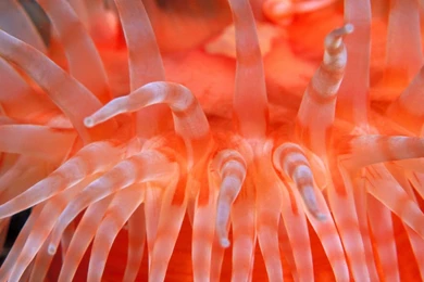 Download Wallpapers 3840x2160 Sea Anemones, Bright, Sea, Underwater ...