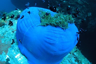 Top Sea Anemone Wallpapers Wallpapers