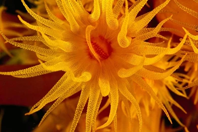 ORANGE SEA ANEMONE WALLPAPER   (