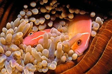 Clown Fish Sea Anemone Wallpapers Mobile