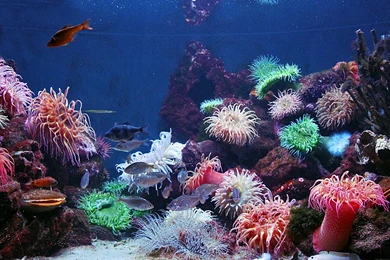 Sea Anemone By Sadmonsters On DeviantArt