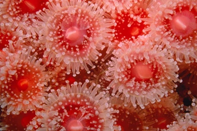 Sea Anemones Wallpapers