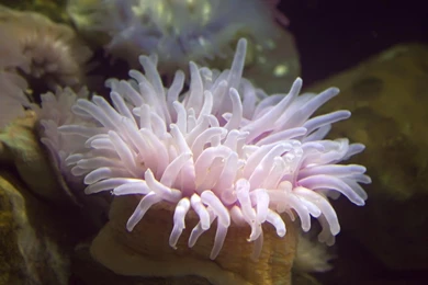 Pink Sea Anemone Wallpaper Backgrounds