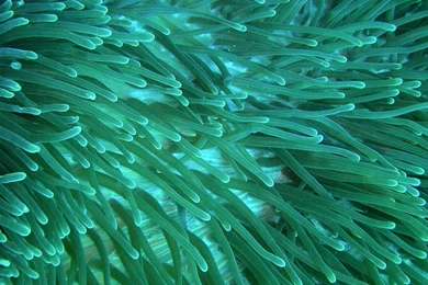 Sea Anemone iPad 2 HD Wallpaper,1024x1024,best Ipad Wallpaper_High ...