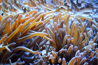 What Is A Coral ? Wallpapers 273 Heteractis Magnifica ((en ...