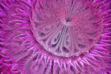 Sea Anemone By Aexion On DeviantArt