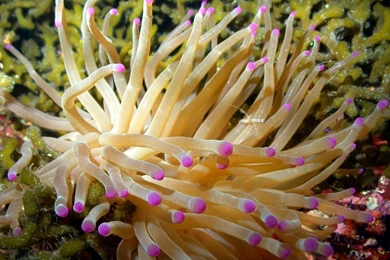 Sea Anemone Backgrounds   Bing Images