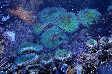 High Quality Animal Wallpapers