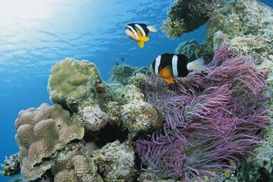 Gs Pink And Purple Anemone Fish And Sea Anemones Wallpapers ...