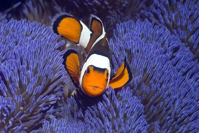 Indonesia Animals Clownfish Fish Sea Anemones Wallpapers