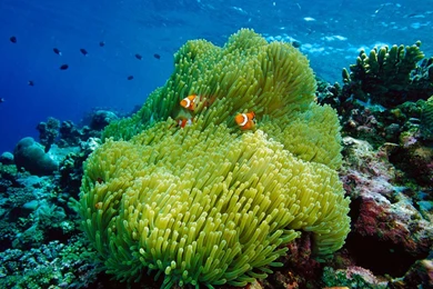 Bing Wallpapers Archive