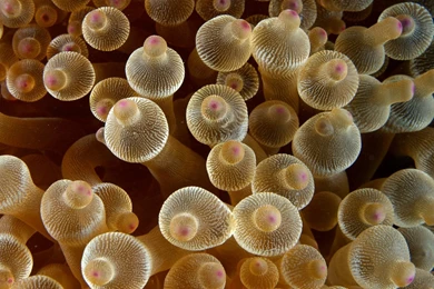 Macro Nature Sea Anemones Animals   (