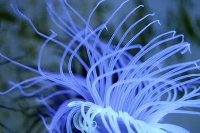 Wildlife Wallpapers: Animals Wildlife High Quality Wallpaper. Sea ...