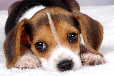 Free Puppy Dog Wallpapers   Android Apps On Google Play