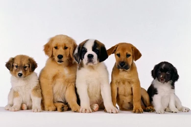 Free Puppy Wallpapers For Computer   Wallpapers Cave
