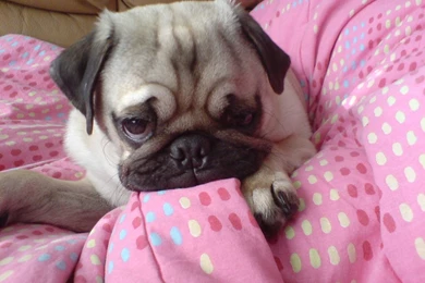 Wallpapers Pug Free Puppy The 1024x768