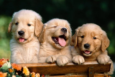 Download Free Puppy Wallpapers For Computer   The Quotes Land