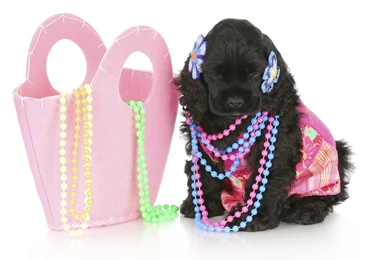 Puppy Cute Corgi Puppy Wallpapers Free Download HD Wide For Desktop ...