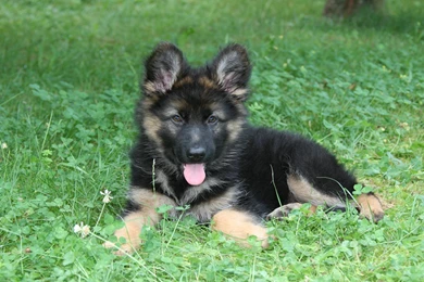 German Shepherd Puppy Wallpapers Full HD