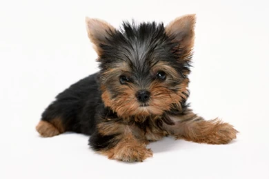 Download Free Yorkie Puppies Wallpapers   The Quotes Land