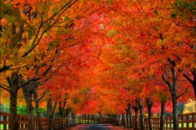 Fall Autumn Desktop Wallpapers