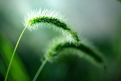 Desktop Wallpapers Hd