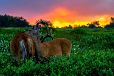 iMac 21.5" Wallpapers Page 542: Beautiful Cat Animals By Wazap ...