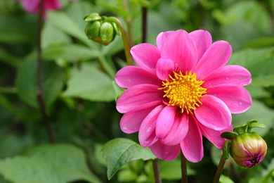 Image Download For Beautiful Nature Wallpapers With Pink Flower In ...