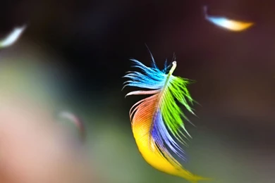 A Few Drinks, A Feather