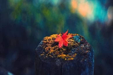 Wallpapers(G,Tabs)   Android Apps On Google Play