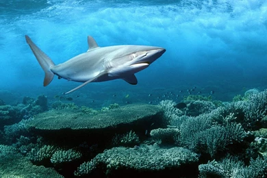 Silky Shark, Red Sea, Egypt < Animals < Life < Desktop Wallpapers