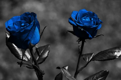 Desktop 3d Wallpapers Hd Rose 3d Hd Pictures.