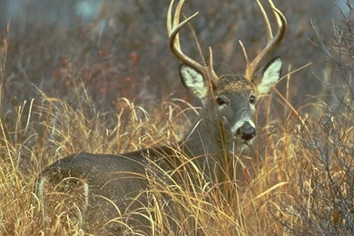 Jprat Jpret Wow: Deer Wallpapers