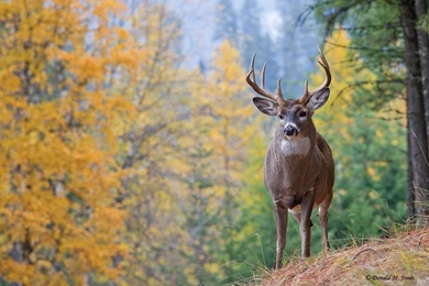 Whitetail Deer HD Wallpapers