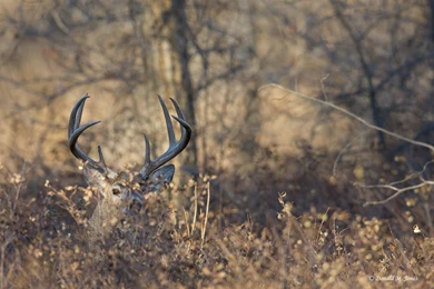 Whitetail Wallpapers : Wedding Planning Ideas And Tips