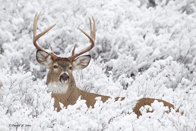 Whitetail Deer HD Wallpapers