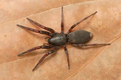 3 White Tail Spider HD Wallpapers